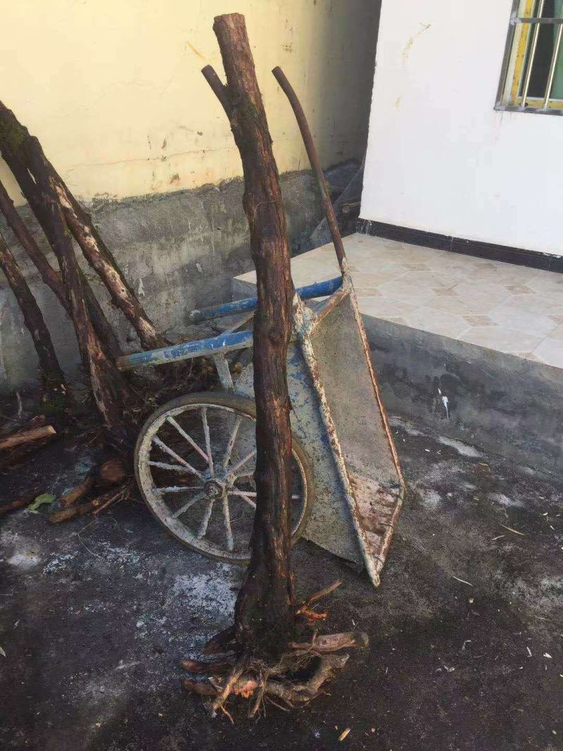 云南野生精品山木香老桩