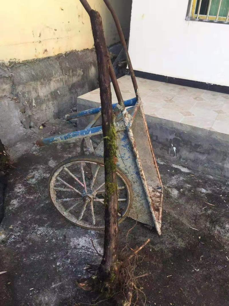 云南野生精品山木香老桩