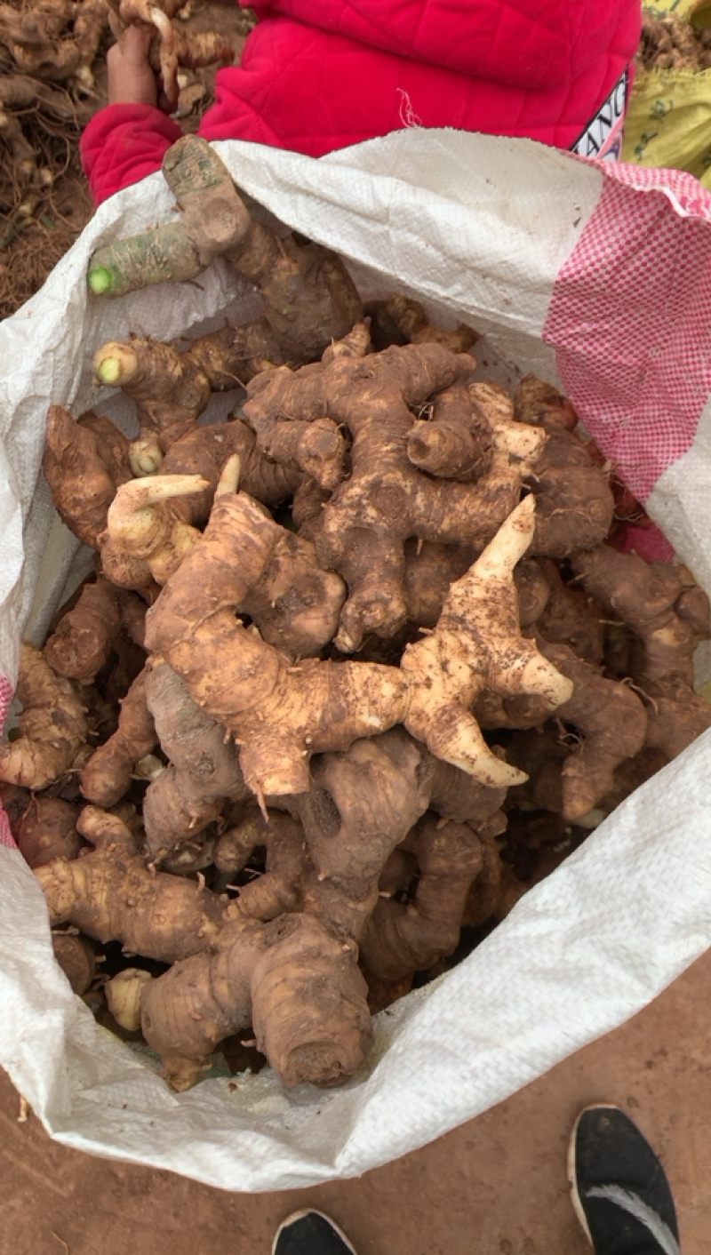 四川高产量黄精种块茎四季不倒黄精成活率高