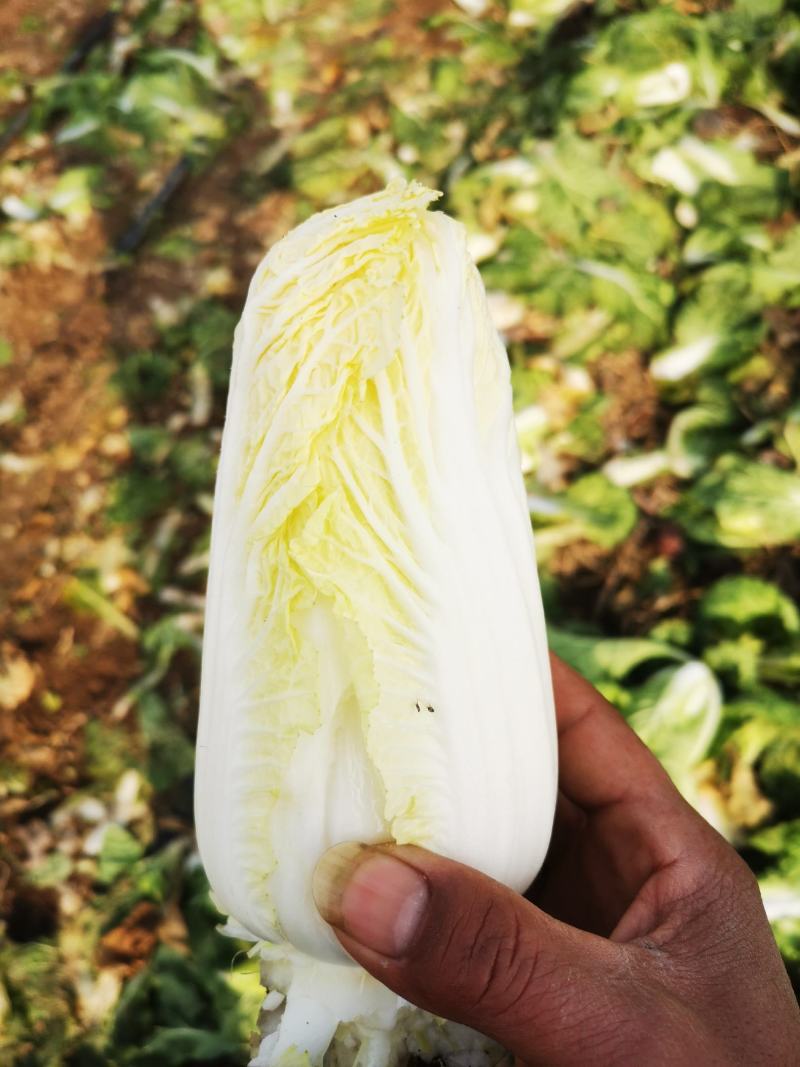 娃娃菜产地直供质量保证交通便利全国发货