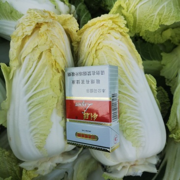 娃娃菜产地直供质量保证交通便利全国发货