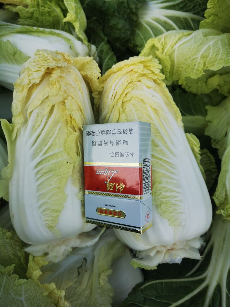 娃娃菜产地直供质量保证交通便利全国发货