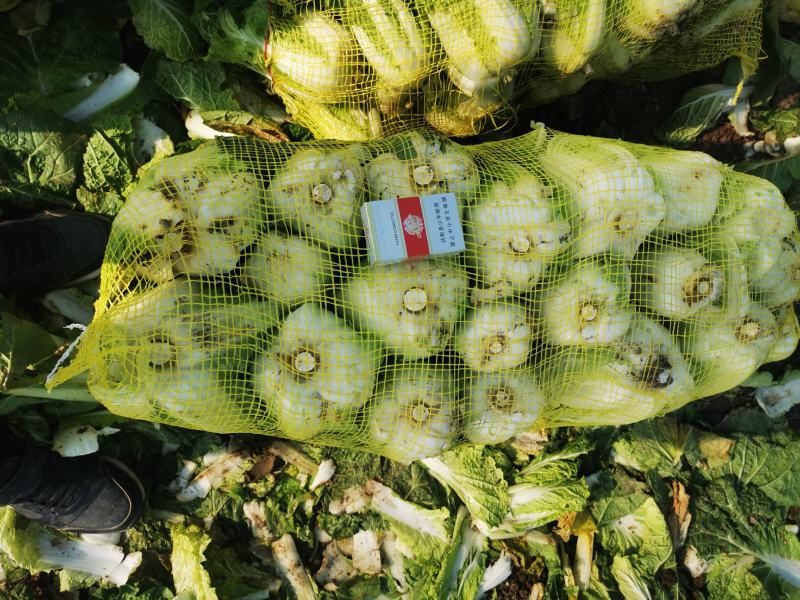 娃娃菜产地直供质量保证交通便利全国发货