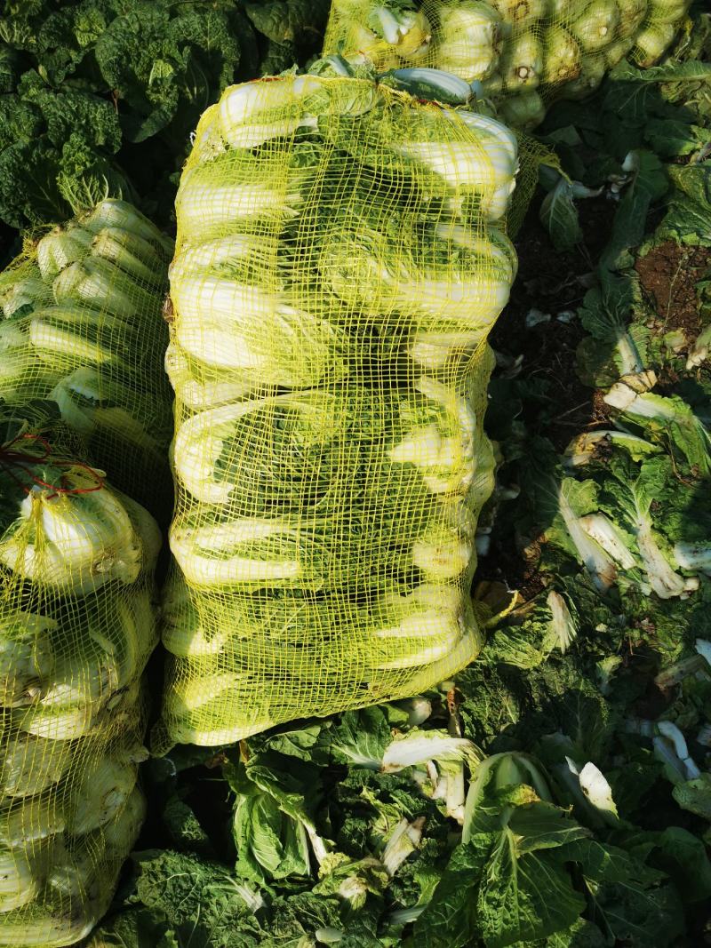 娃娃菜产地直供质量保证交通便利全国发货