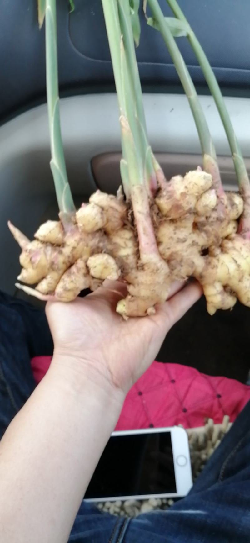 大量供应云南小黄姜，姜母