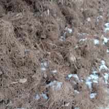 北苍术，陕西省硃砂点苍术，正在加工中，苍术种苗正在售卖中