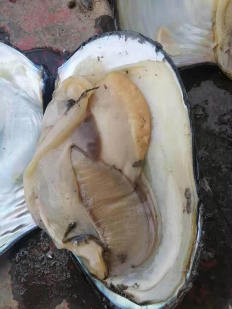 河蚌三角蚌人工捕捞角蚌圆蚌