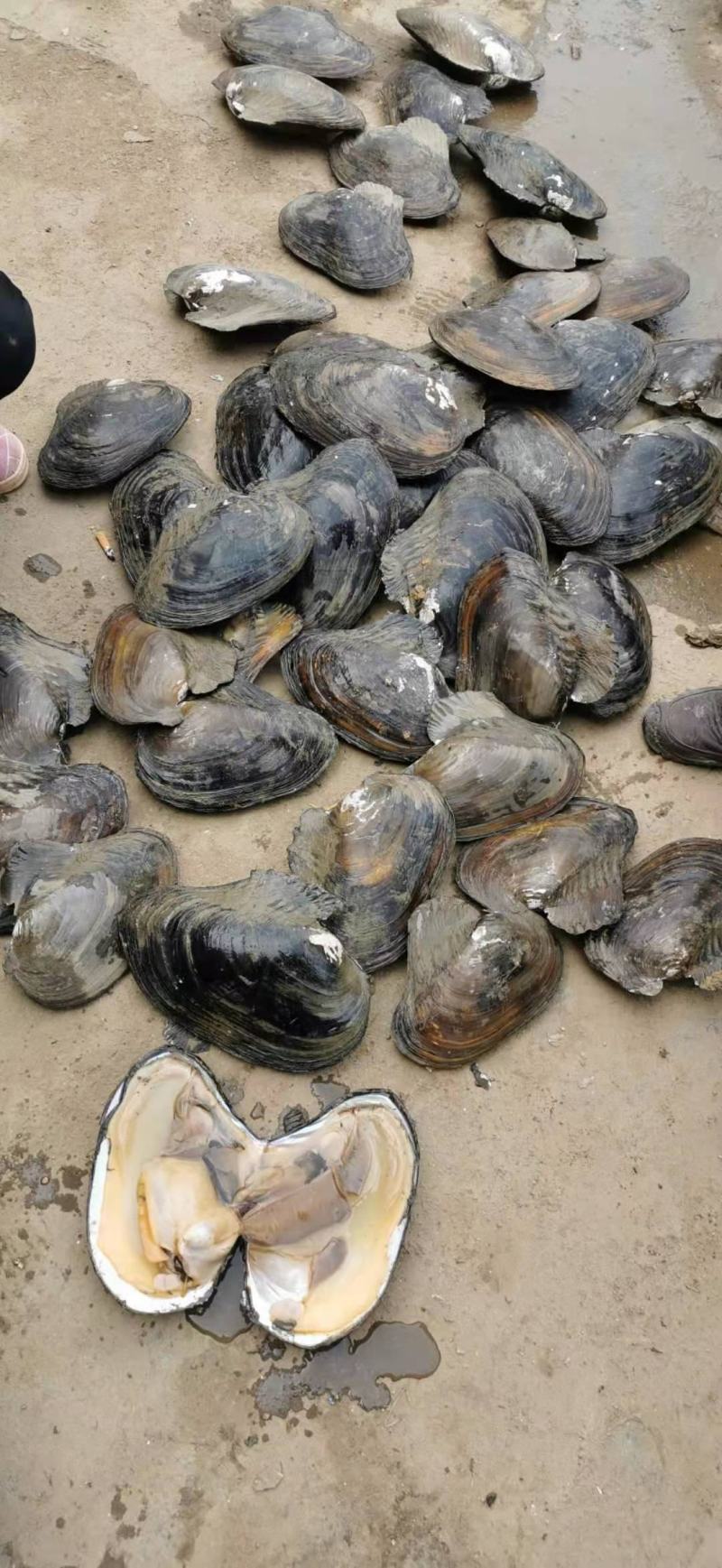 河蚌三角蚌人工捕捞角蚌圆蚌