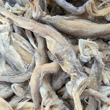 龙头鱼！腌制咸鱼干6/7成干度常年有货一手货源大量现货
