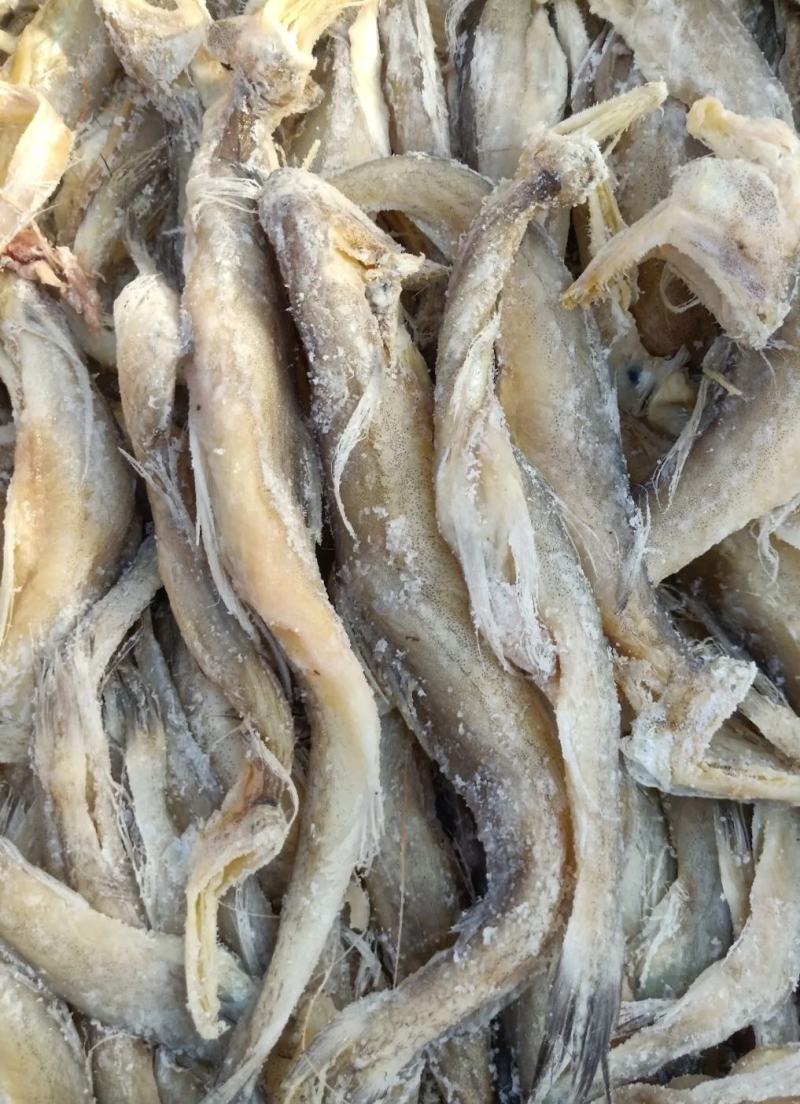 龙头鱼！腌制咸鱼干6/7成干度常年有货一手货源大量现货