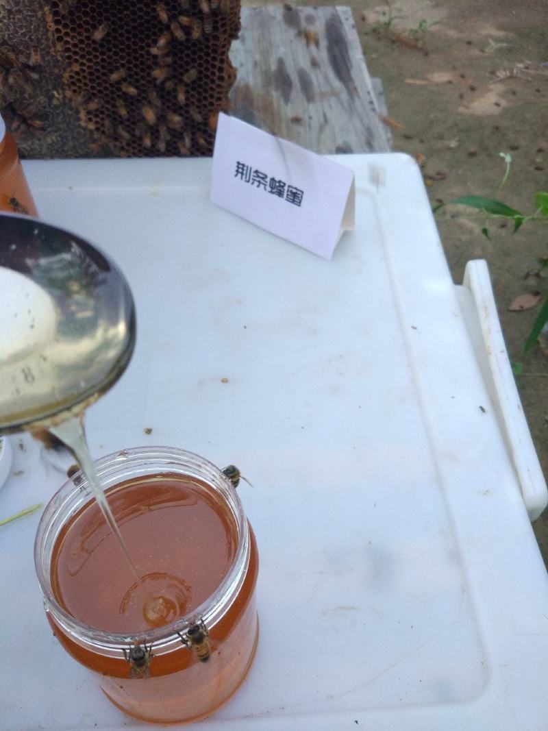 蜂蜜厂家直销大量批发纯正荆条蜂蜜荆花蜜荆棵蜜