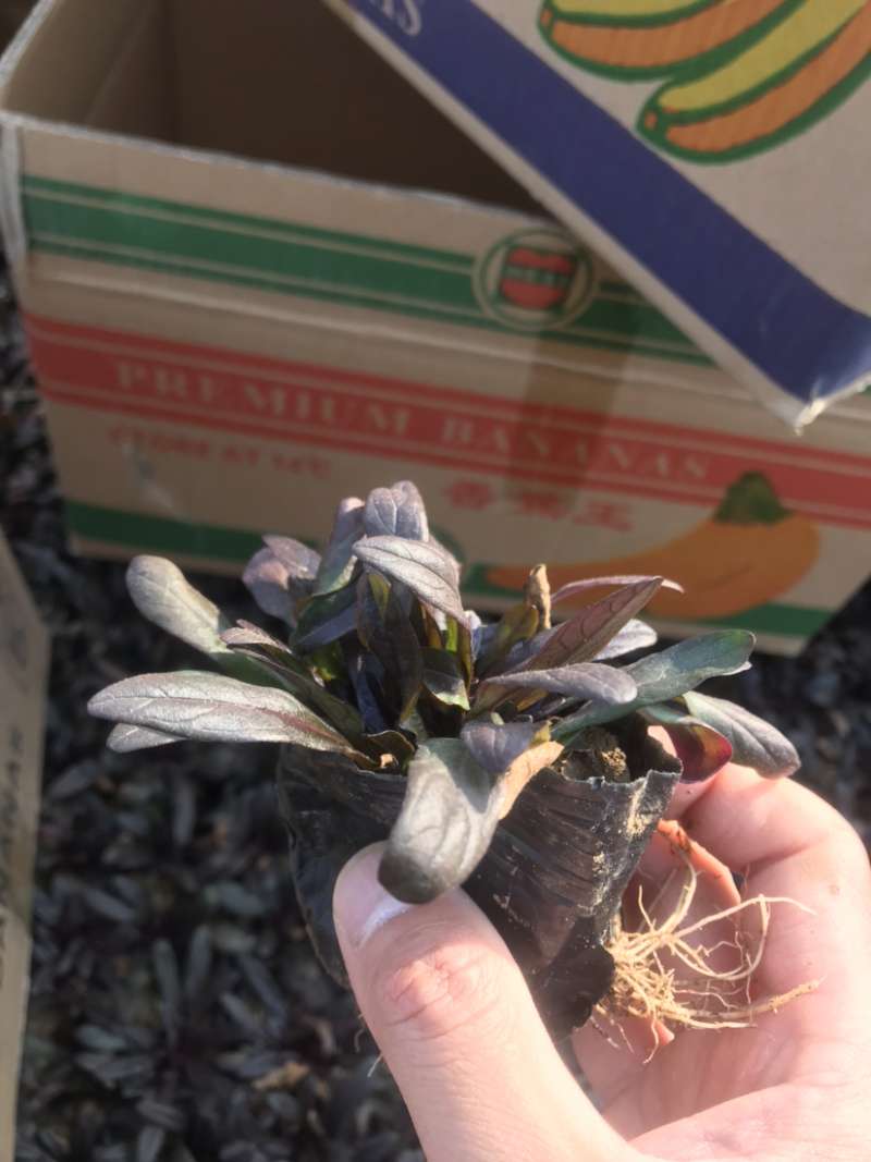 筋骨草，耐寒多花筋骨草产地直销，产地直销