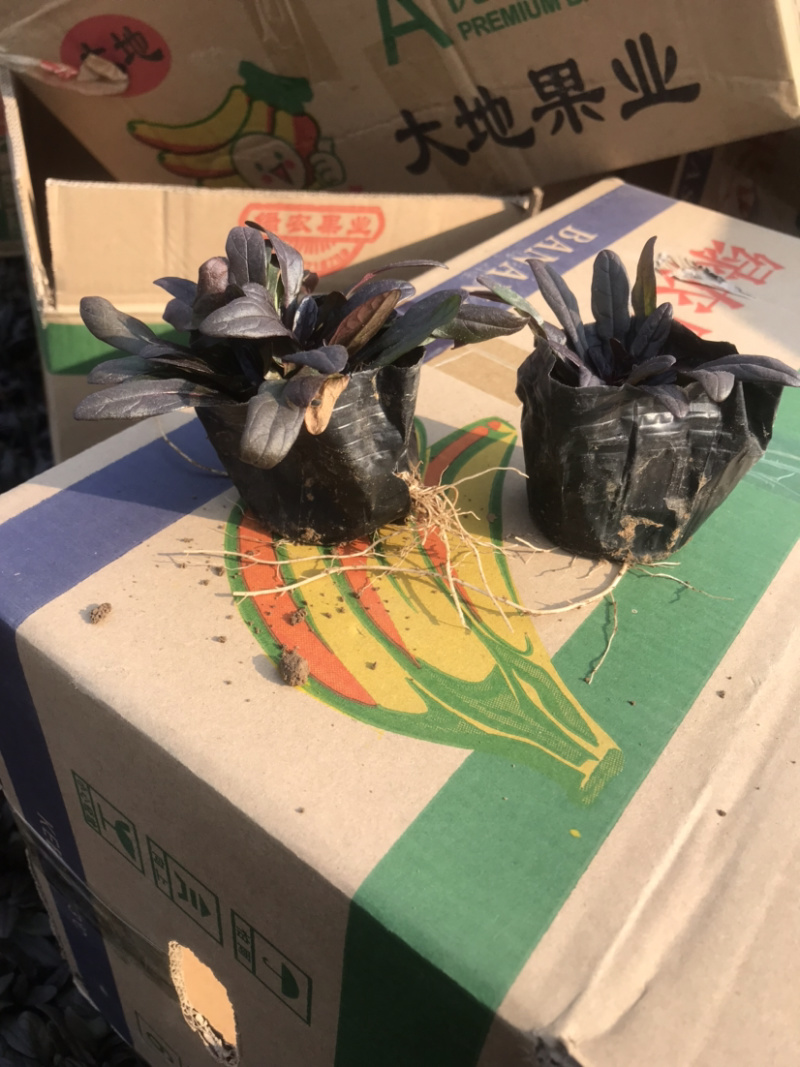 筋骨草，耐寒多花筋骨草产地直销，产地直销