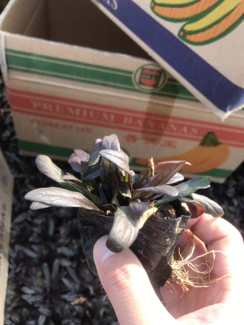 筋骨草，耐寒多花筋骨草产地直销，产地直销