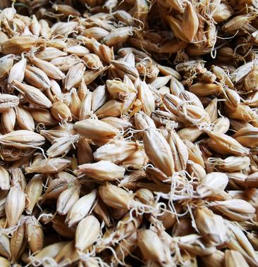 麦芽生麦芽炒麦芽优质中药材千余种中草药