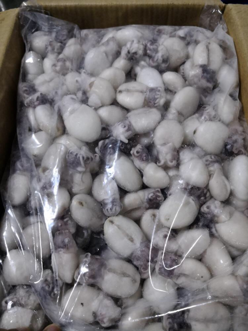 墨鱼仔三去放潮新货非常新鲜火锅店必备