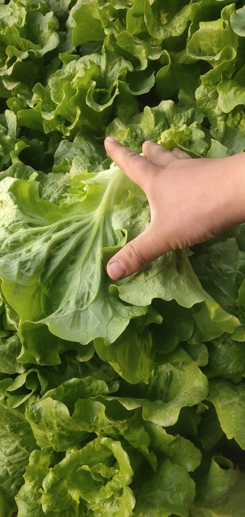 精品意大利生菜，现货量大，4两到7两，提供各种包装，欢迎