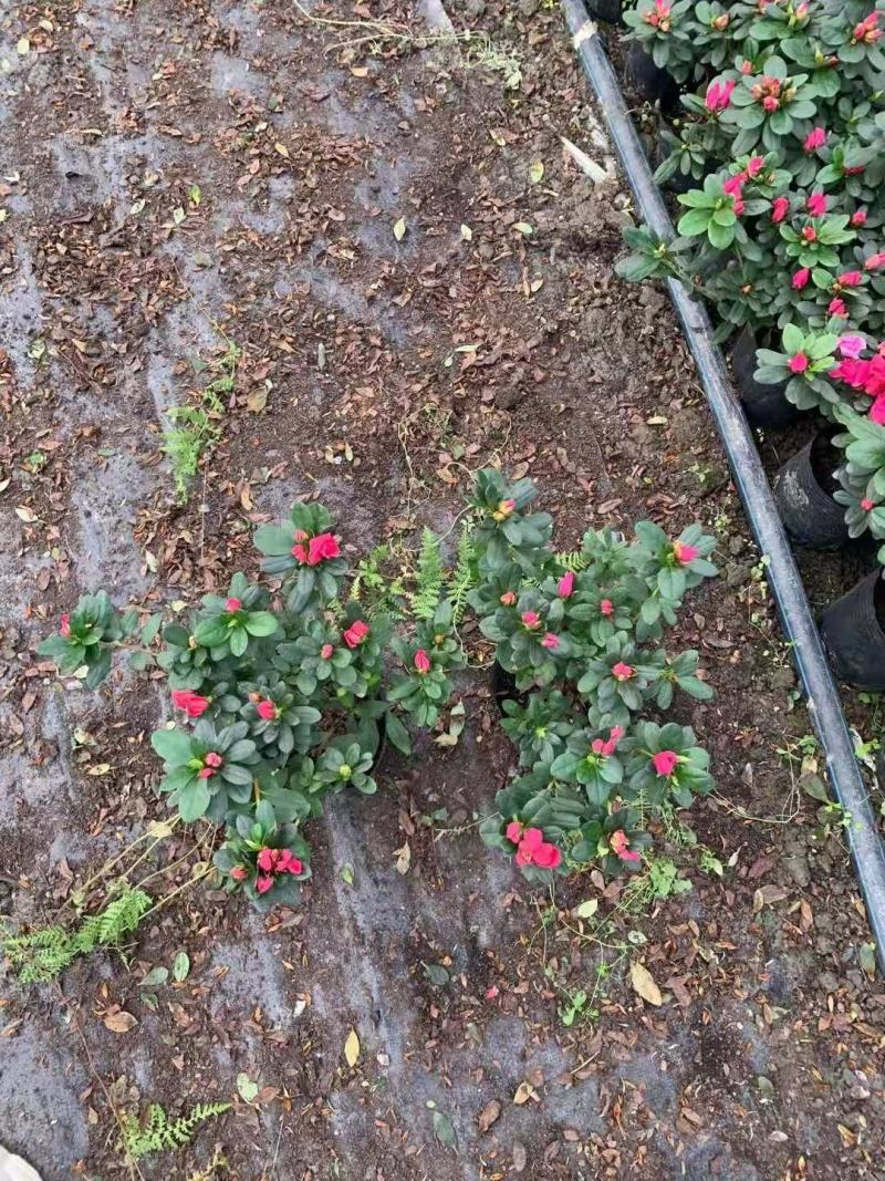 批发杜鹃西洋鹃杯苗基地自产自销一手货源视频看货