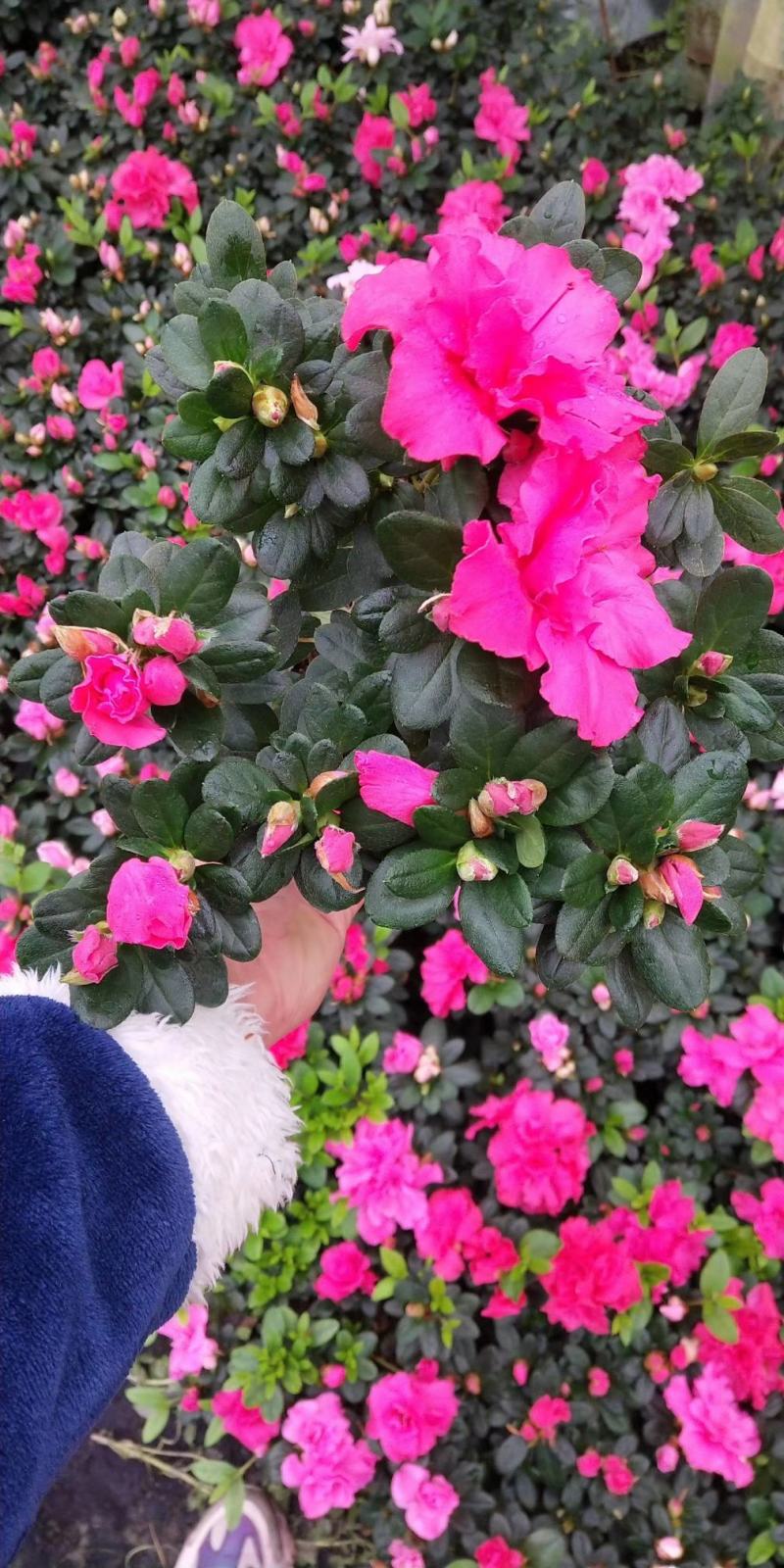 批发杜鹃西洋鹃杯苗基地自产自销一手货源视频看货