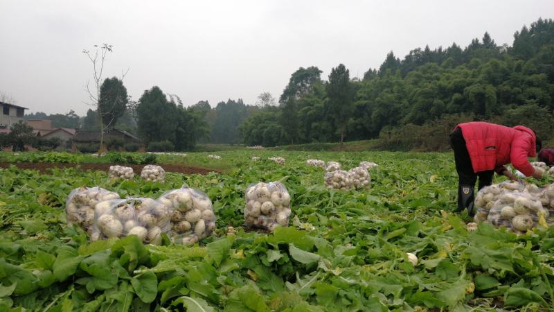 圆萝卜玉尊圆宝川萝2号千亩基地直供货好价美欢迎订购