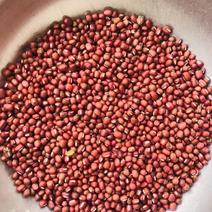 红豆，四川本地货，100斤一件一件起批，需要的联系