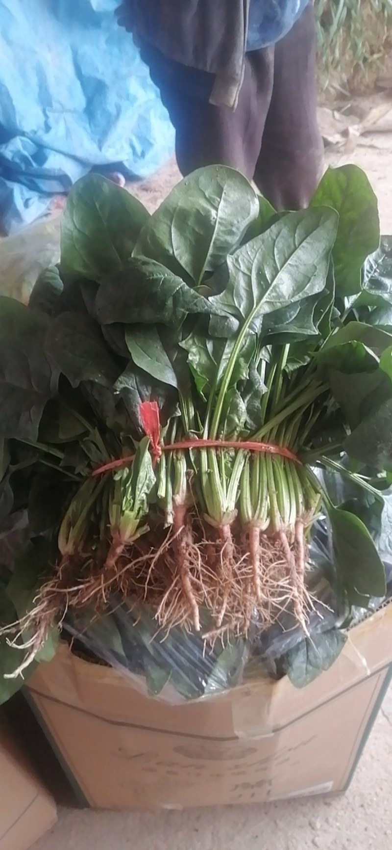 甘肃天水武山菠菜大量上市