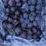 辽宁省北镇的冷库的巨峰葡萄自然果葡萄、沾药的质量都