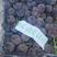 辽宁省北镇的冷库的巨峰葡萄自然果葡萄、沾药的质量都