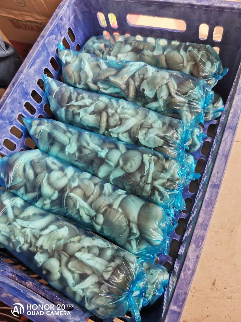 鲜平菇袖珍菇食用菌鲜平菇