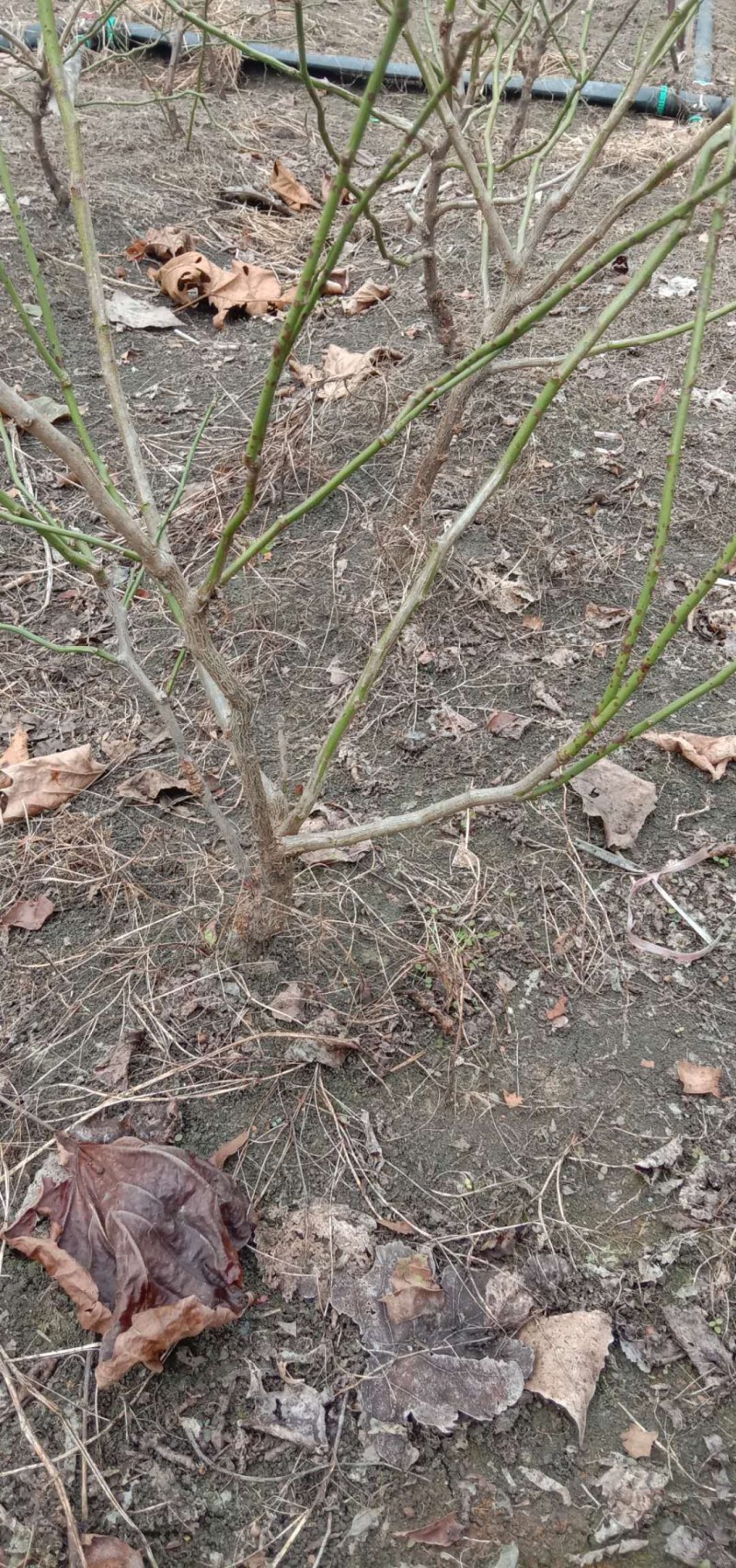 原生龙游梅，零售批发，自家基地种植，品种纯正。