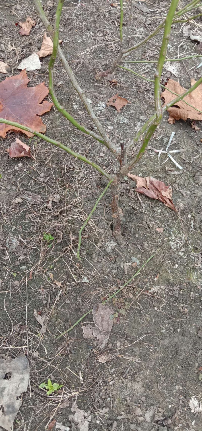 原生龙游梅，零售批发，自家基地种植，品种纯正。