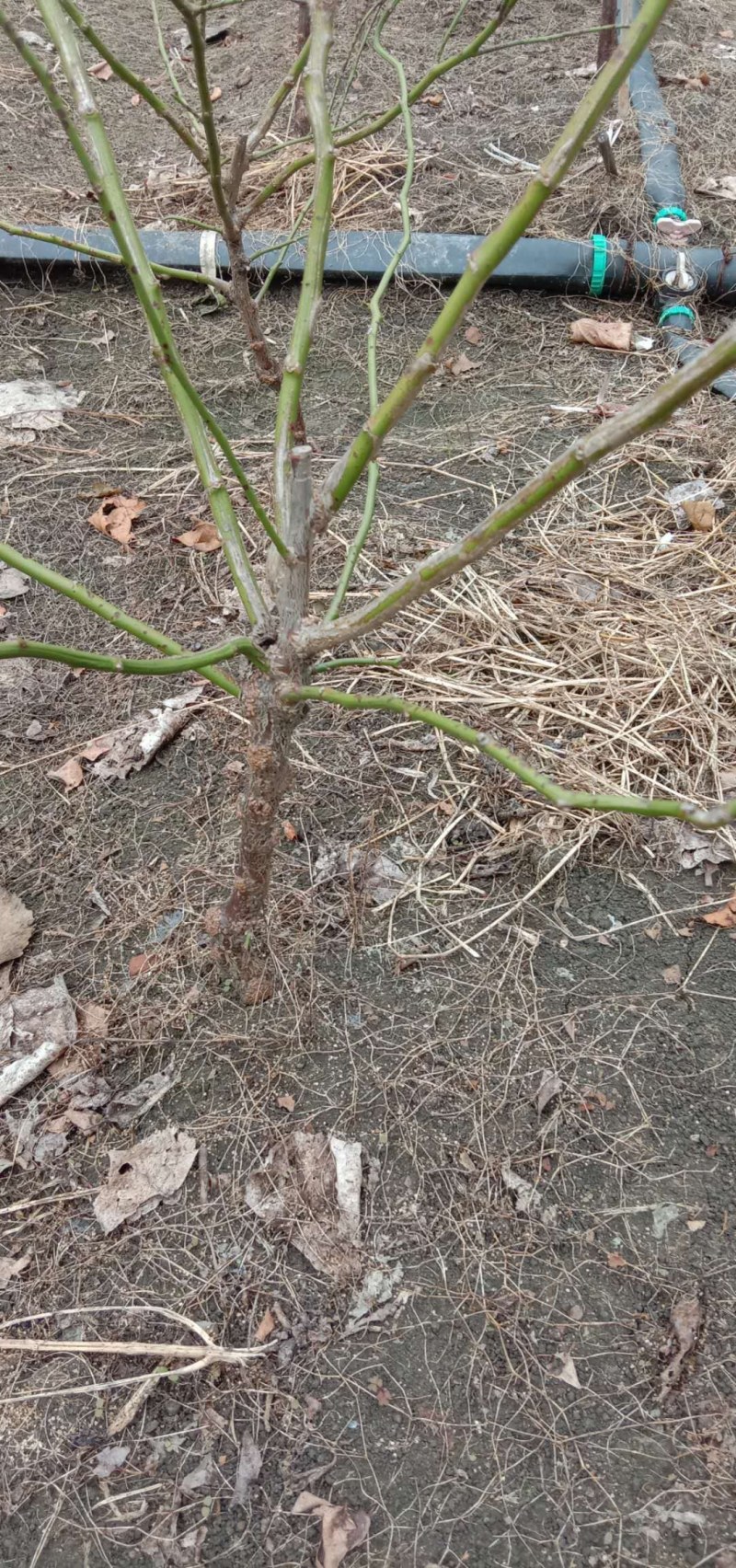 原生龙游梅，零售批发，自家基地种植，品种纯正。