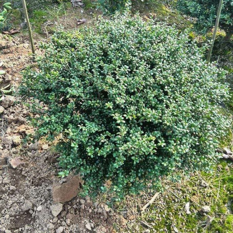 龟甲冬青大杯苗1.5元一颗，小苗裹根带护心土0.4元