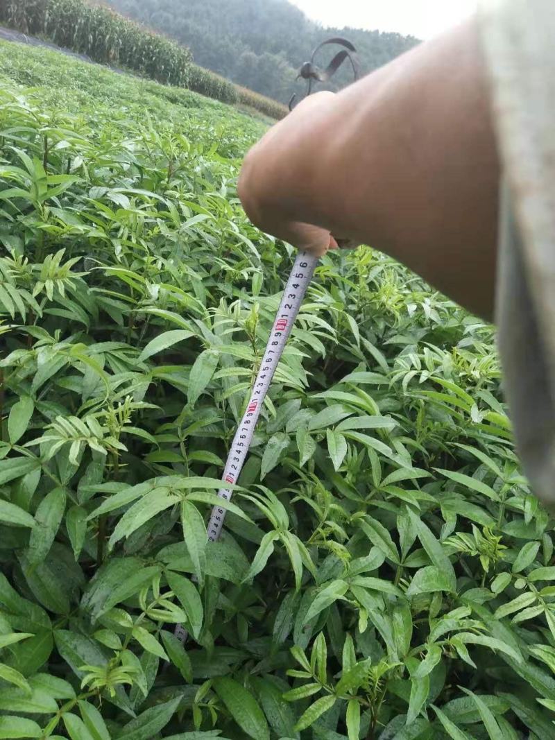 青椒，九叶青椒，七叶青椒。