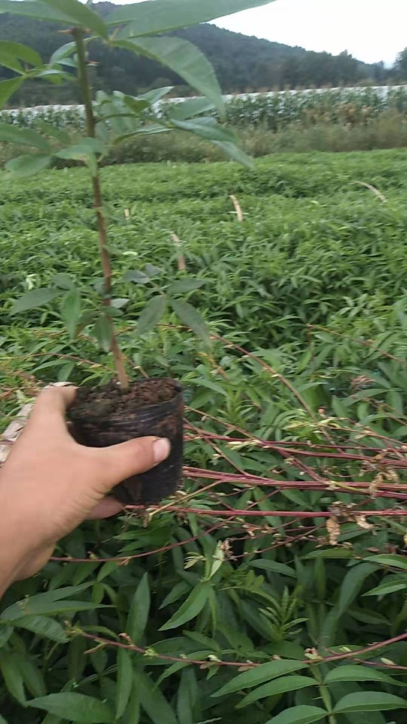 青椒，九叶青椒，七叶青椒。