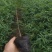 青椒，九叶青椒，七叶青椒。