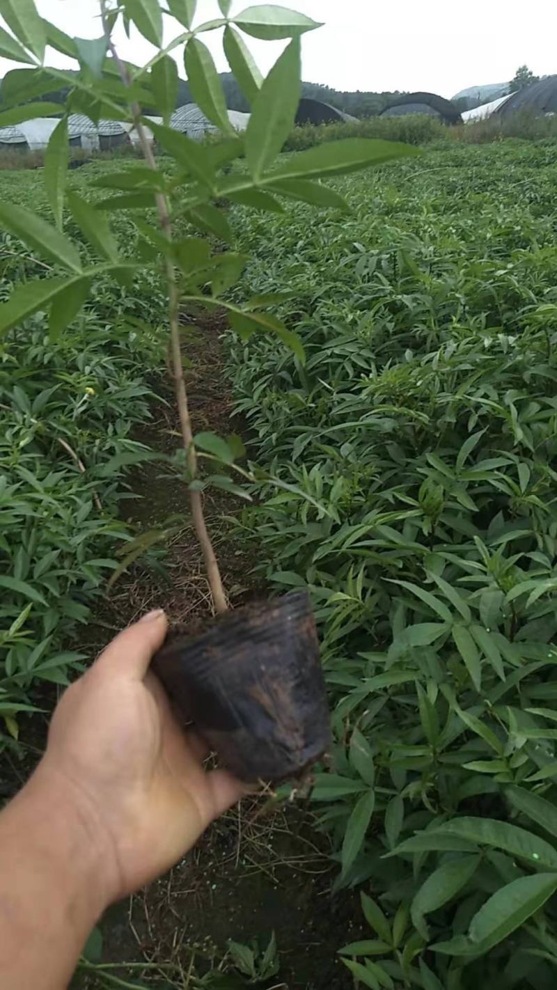 青椒，九叶青椒，七叶青椒。