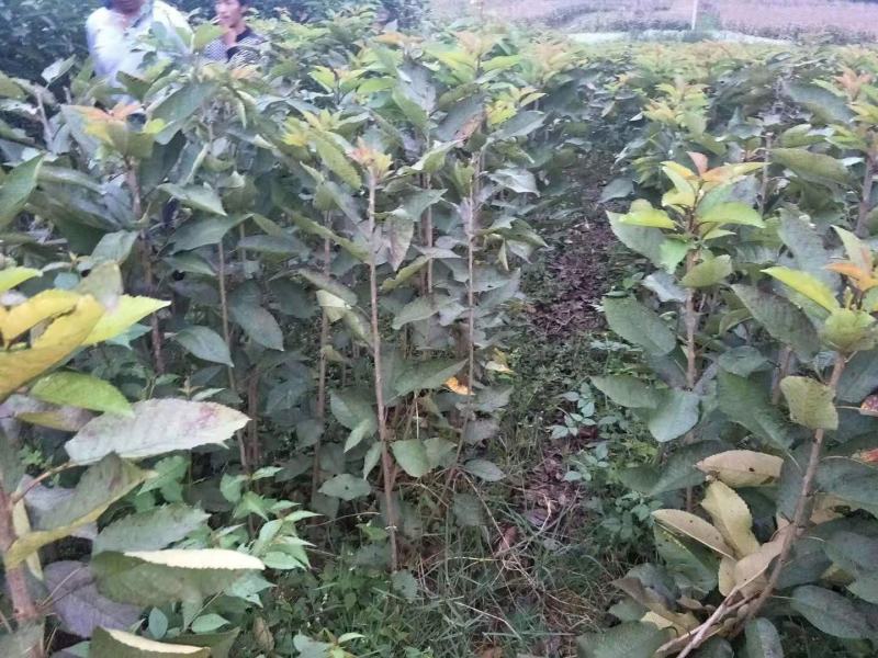 车厘子，俄罗斯，8号。