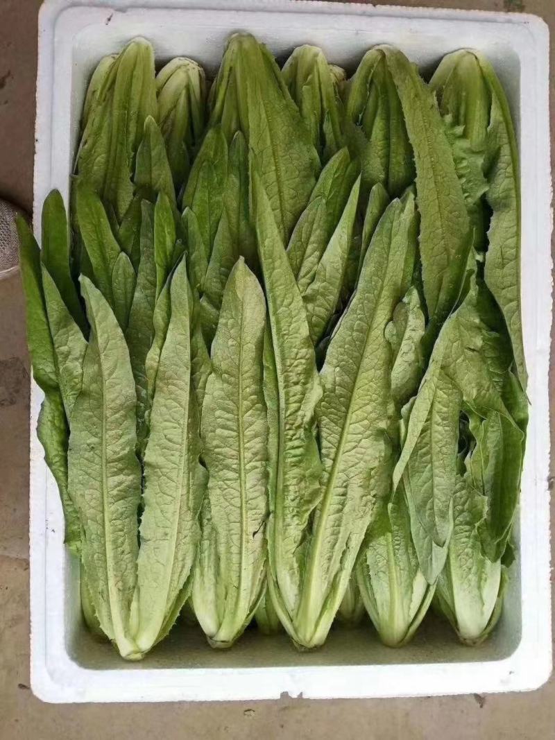 油麦菜量大质优散装箱欢迎各地老板实地