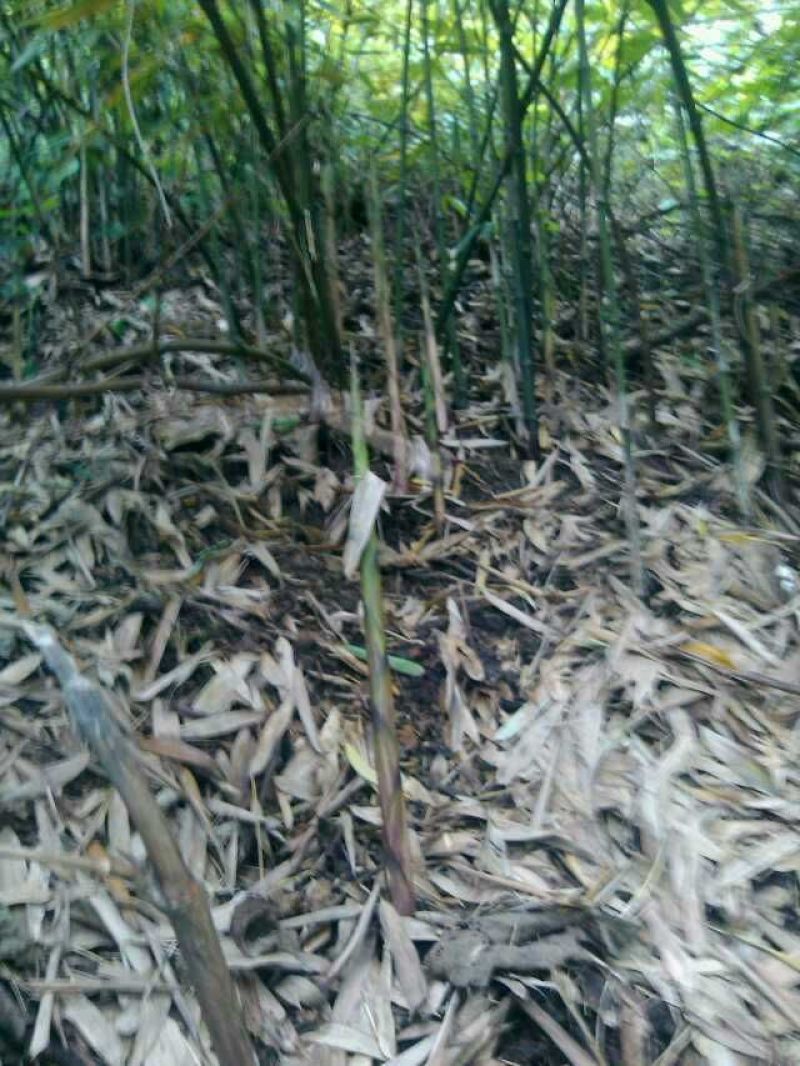 竹竿冷笋竹子结实耐用