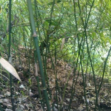 竹竿冷笋竹子结实耐用