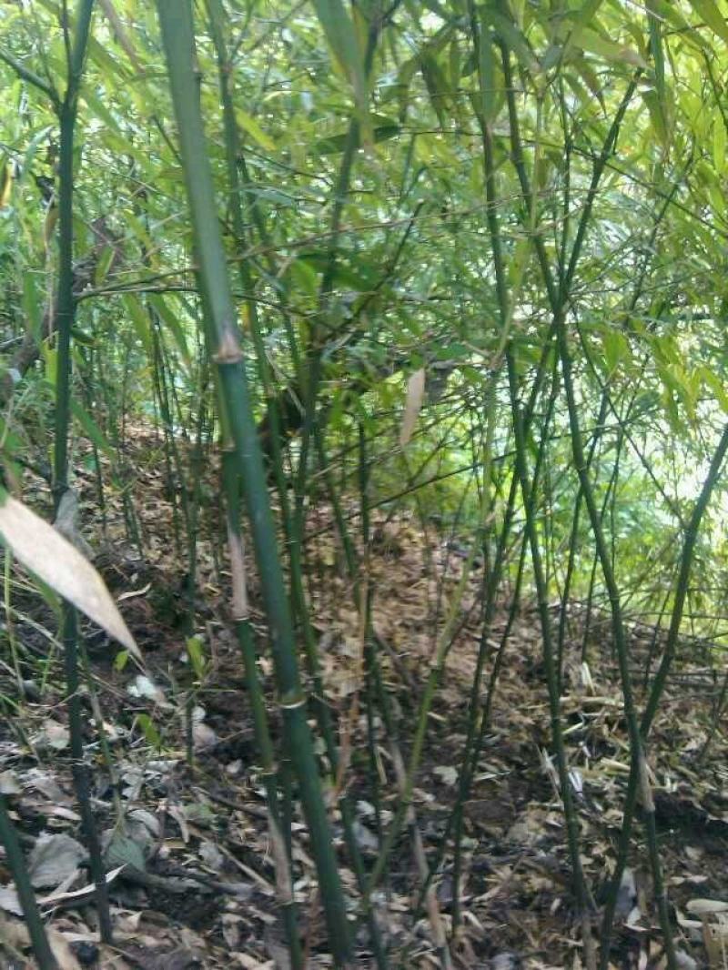 竹竿冷笋竹子结实耐用