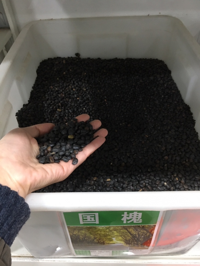 新采国槐种子一级速生国槐种子国槐树种籽国槐树苗