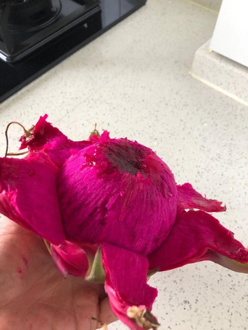 火龙果苗，台湾品种抗病毒自受粉，产量高