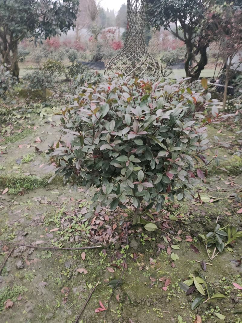 四川成都温江区苗圃基地直销红叶石楠球，规格齐全