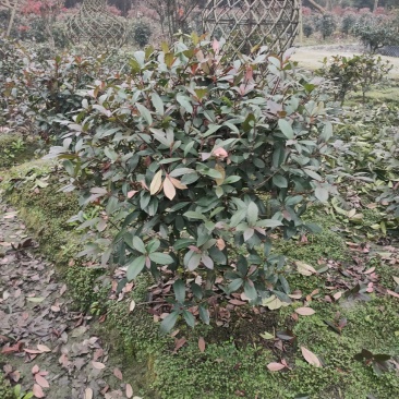 四川成都温江区苗圃基地直销红叶石楠球，规格齐全