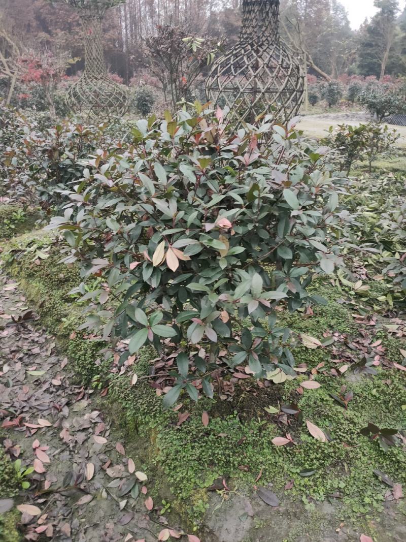 四川成都温江区苗圃基地直销红叶石楠球，规格齐全