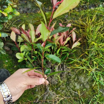 红叶石楠苗有杯苗地苗大量出货中规格齐全价格优惠