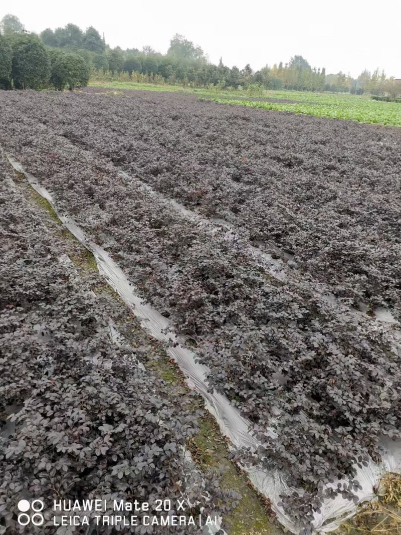 四川成都温江基地直销红继木苗，红继木球地苗杯苗，规格齐全