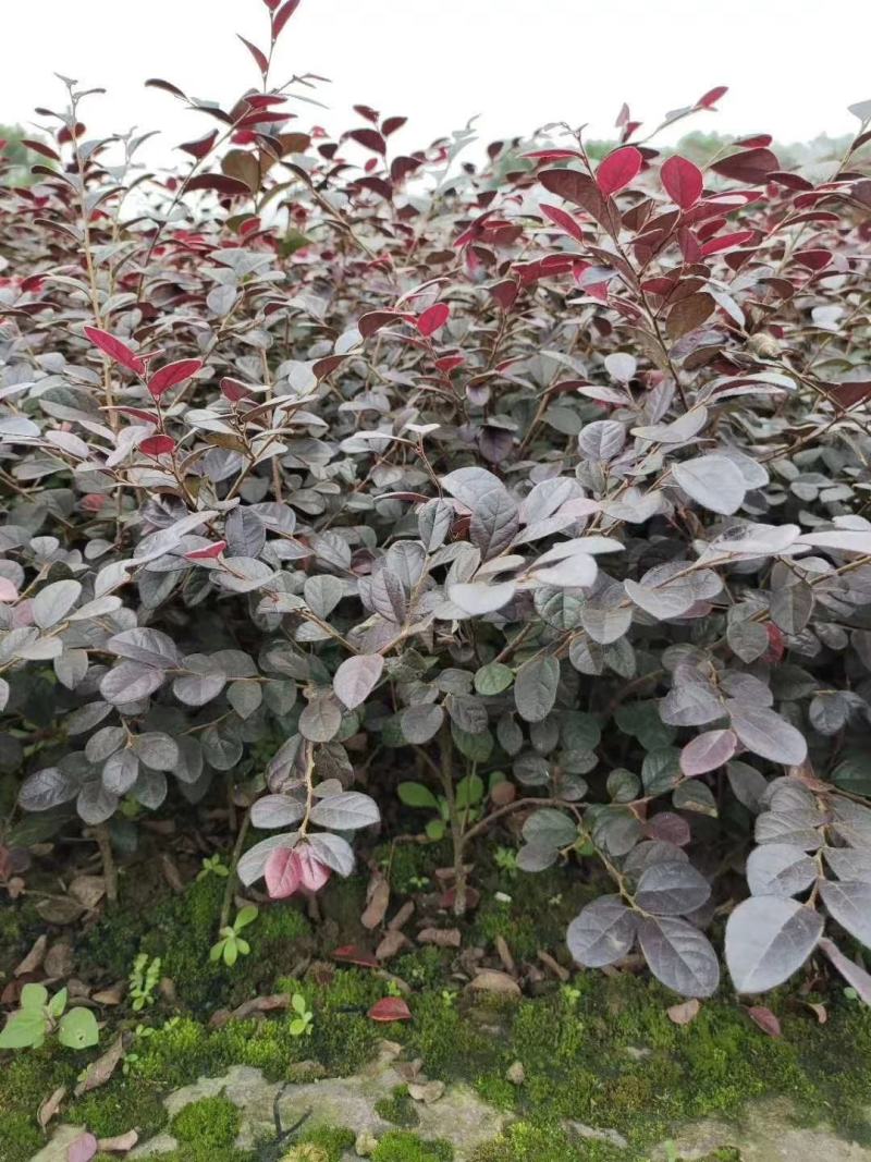 四川成都温江基地直销红继木苗，红继木球地苗杯苗，规格齐全